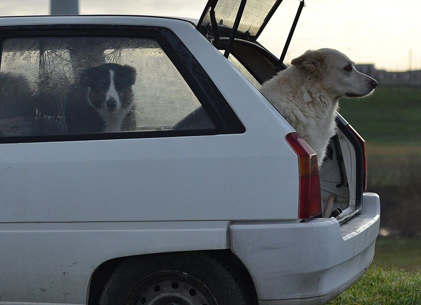 Dog safely traveling in a vehicle with DogSeatbelt